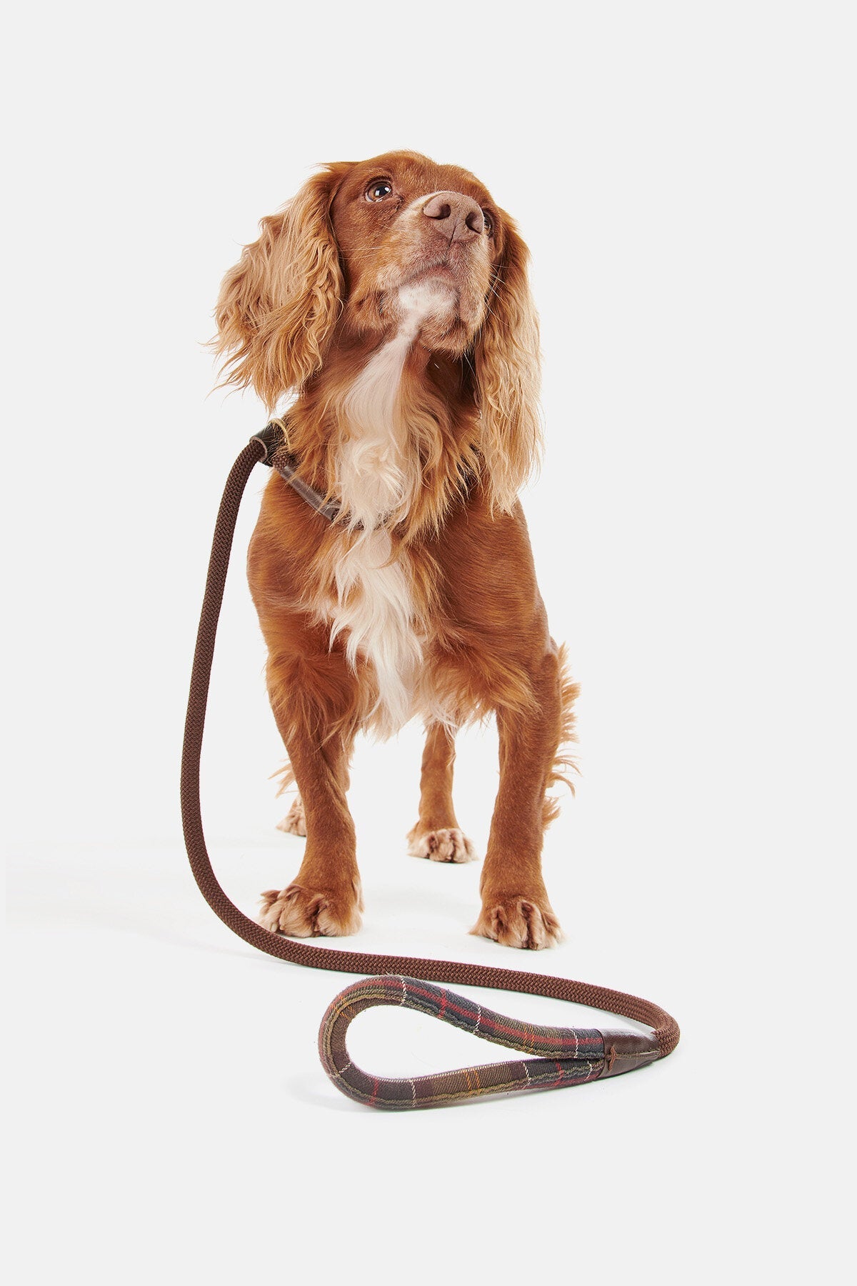 Tartan Leash - CLASSIC TARTAN