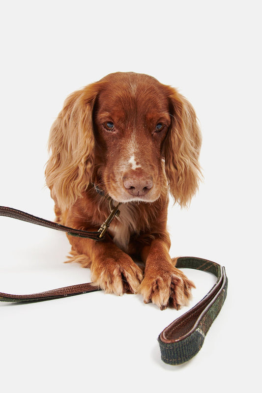 Tartan Dog Lead - CLASSIC TARTAN