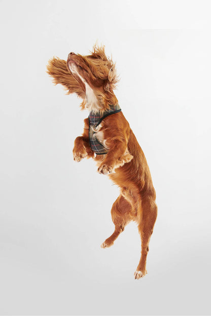 Tartan Dog Harness - CLASSIC TARTAN