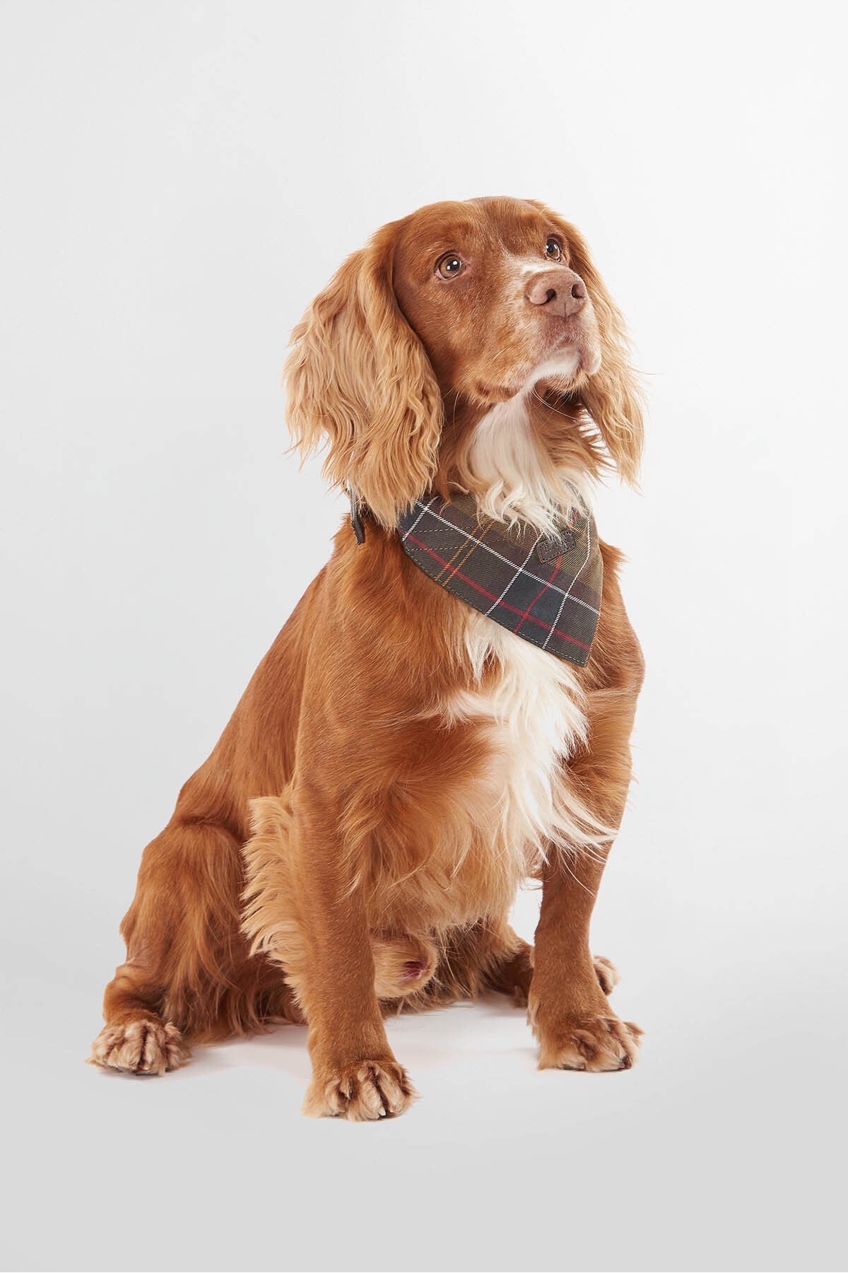 Tartan Dog Bandana - CLASSIC TARTAN