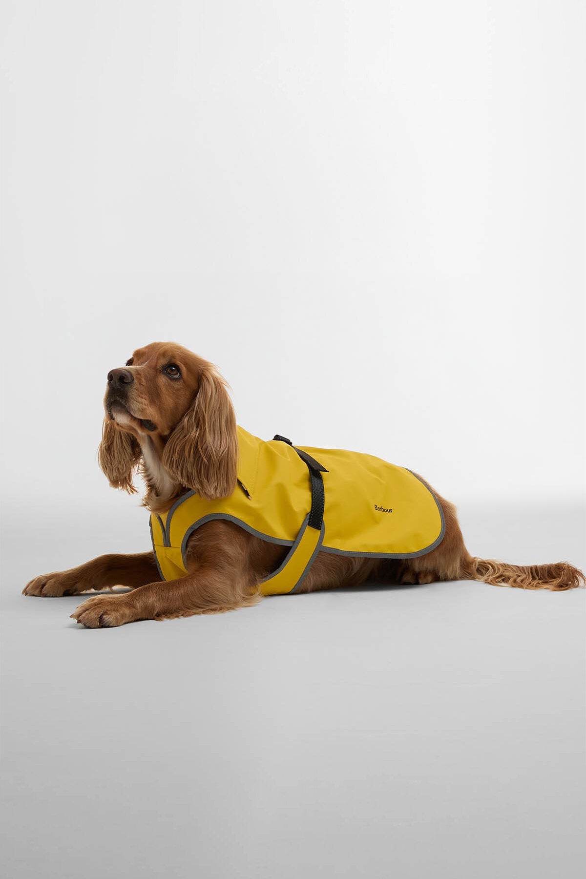 Evie Waterproof Dog Coat - LIMEADE
